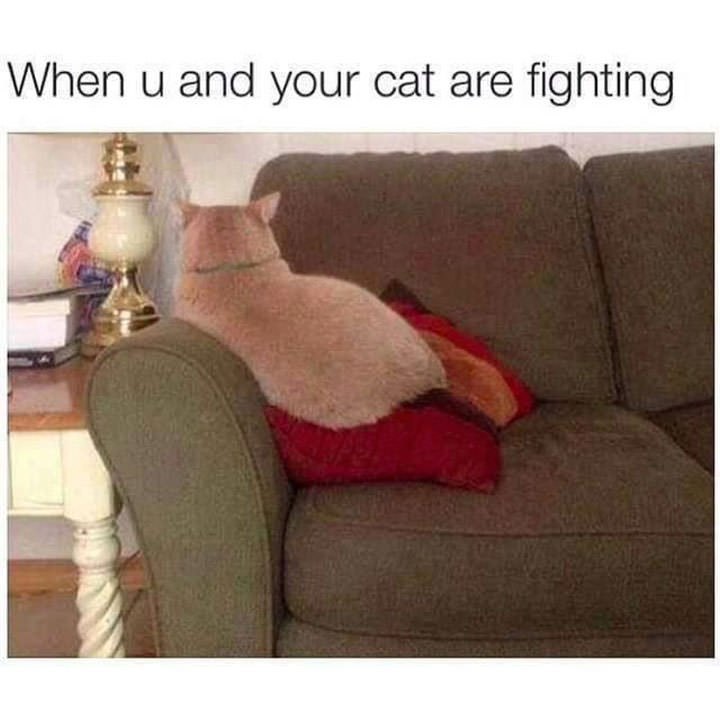 cat not looking - When u and your cat are fighting