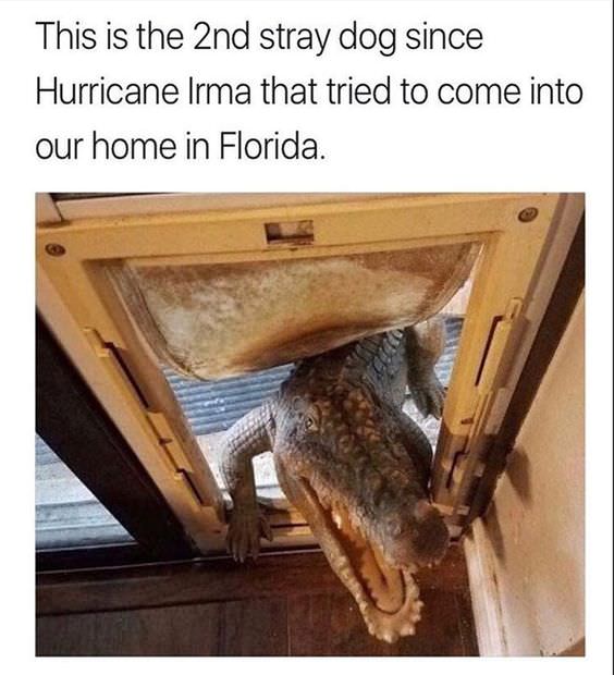 lizard people meme - This is the 2nd stray dog since Hurricane Irma that tried to come into our home in Florida.