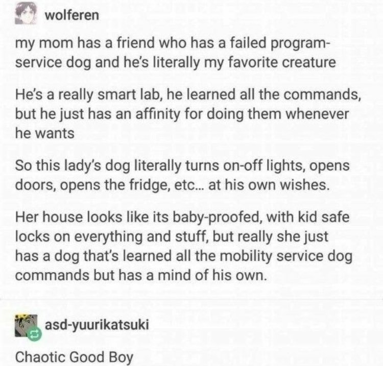 document - wolferen my mom has a friend who has a failed program service dog and he's literally my favorite creature He's a really smart lab, he learned all the commands, but he just has an affinity for doing them whenever he wants So this lady's dog lite