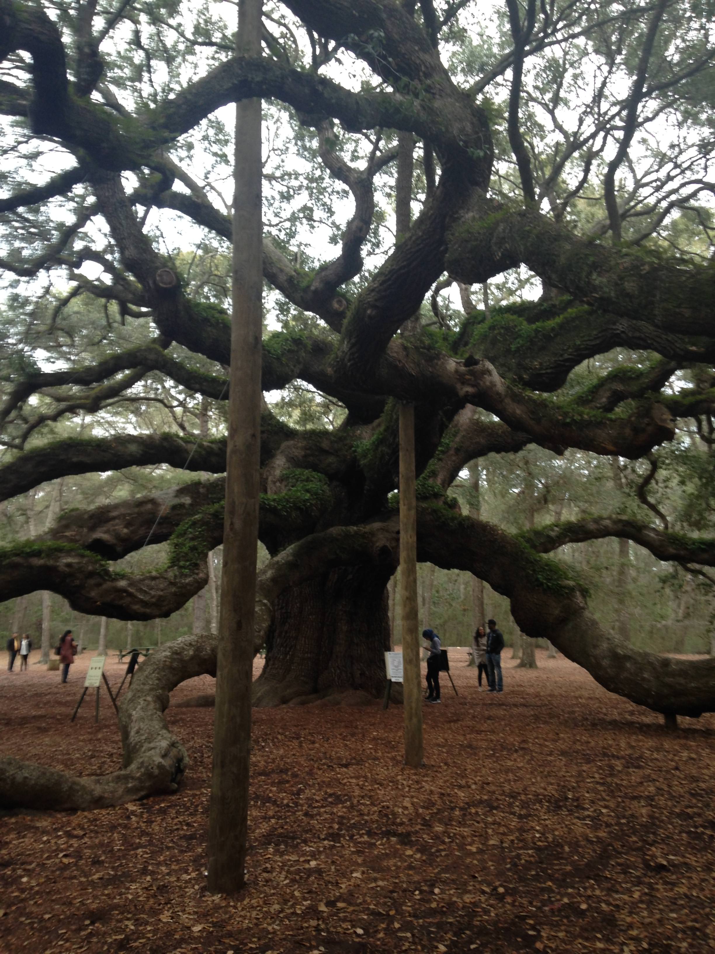 400 year old angel oak tree in south carolina