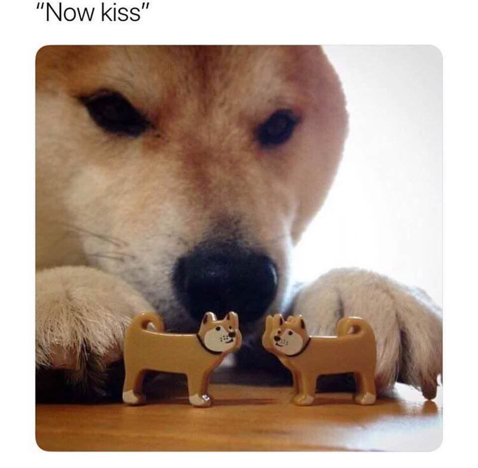 now kiss meme dog - "Now kiss"