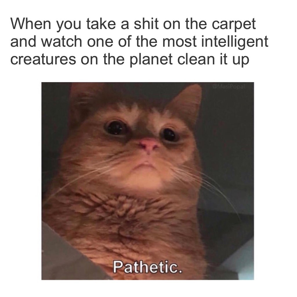 memes to make anyone laugh - When you take a shit on the carpet and watch one of the most intelligent creatures on the planet clean it up Pathetic.