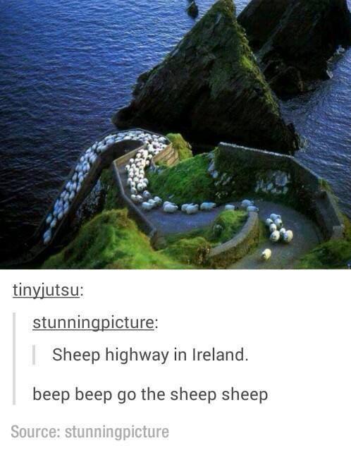 blasket islands - tinyjutsu stunningpicture | Sheep highway in Ireland. beep beep go the sheep sheep Source stunningpicture