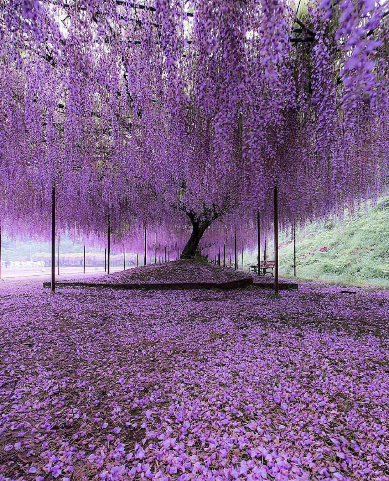japan trees -