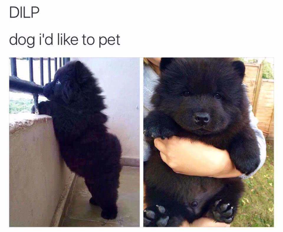 dog not a bear - Dilp dog i'd to pet