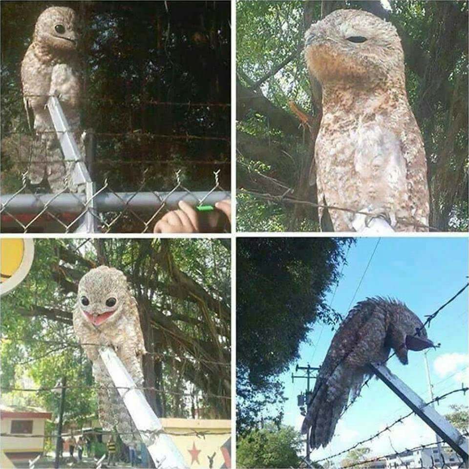 strange bird venezuela