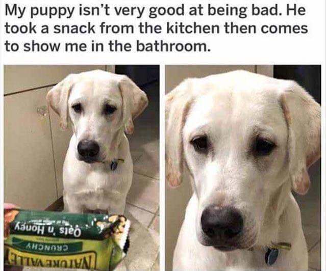 funny photos for the animals - My puppy isn't very good at being bad. He took a snack from the kitchen then comes to show me in the bathroom. Kauohu sjeo Honny Tanqihati