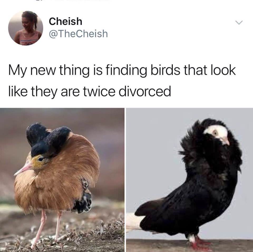 birds that look like they re twice divorced - Cheish My new thing is finding birds that look they are twice divorced