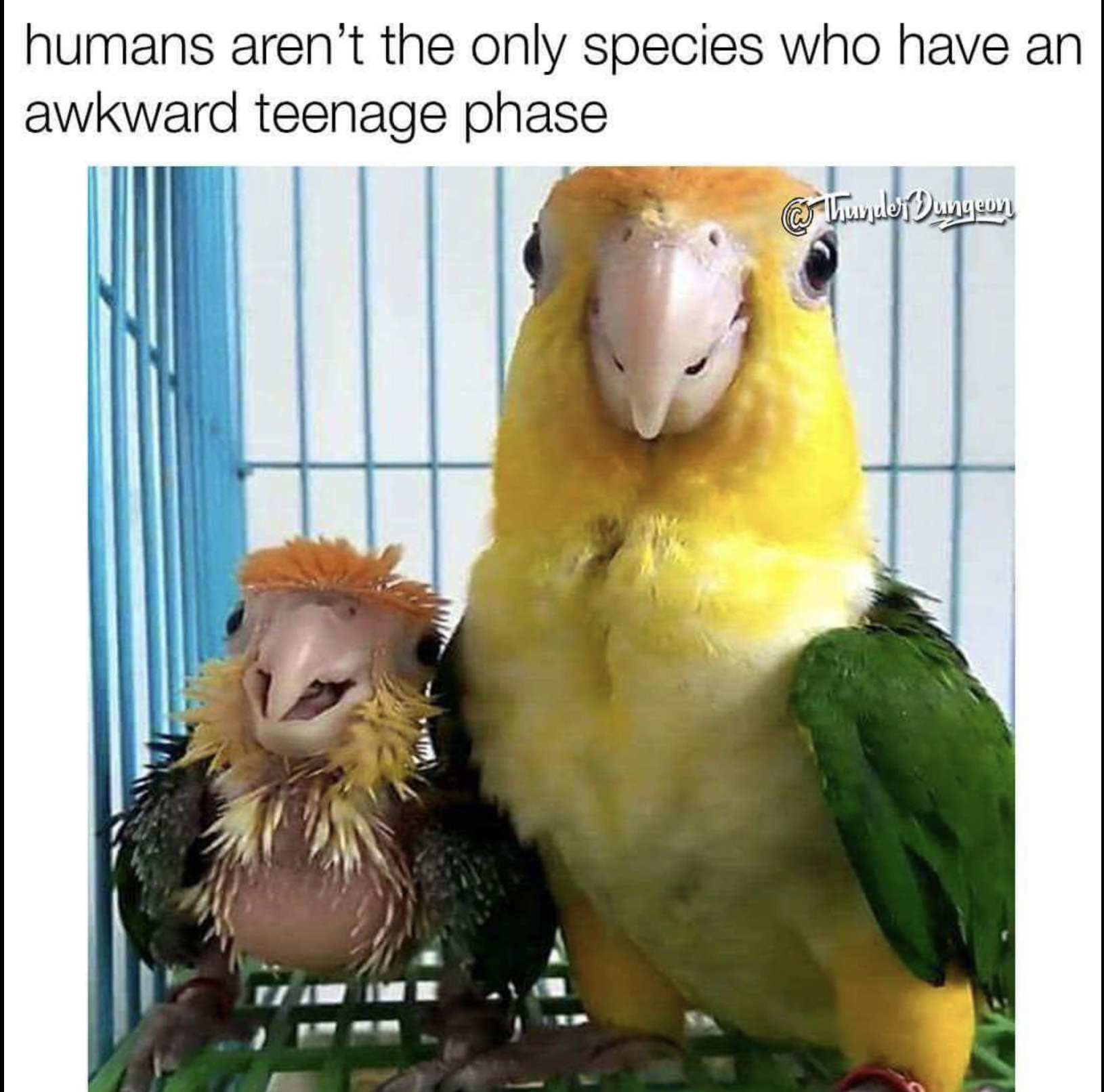 parrot meme - humans aren't the only species who have an awkward teenage phase