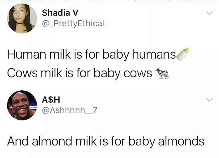 baby almonds meme - Shadia v Human milk is for baby humans Cows milk is for baby cows A$H And almond milk is for baby almonds