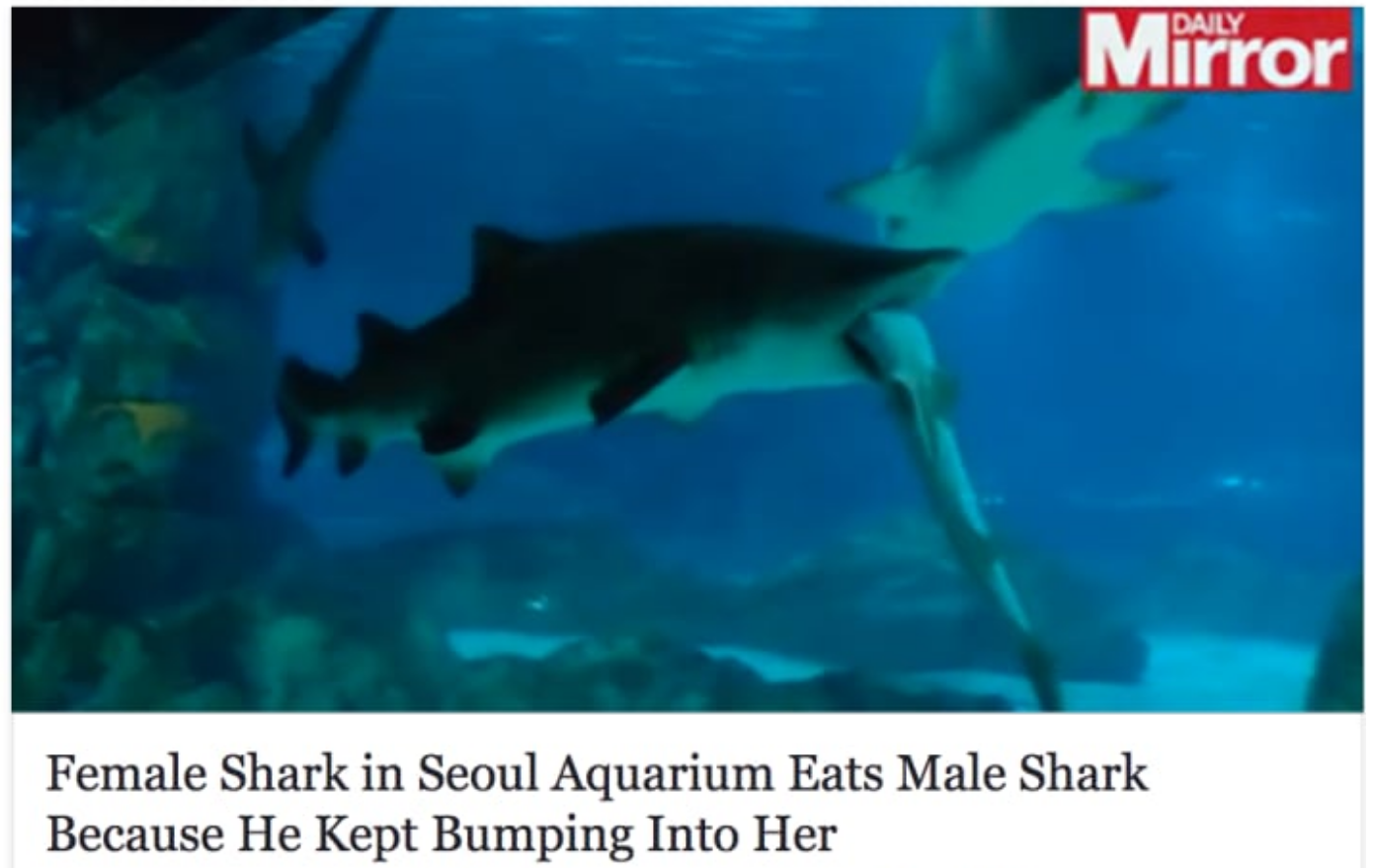 marine biology - Mirror Female Shark in Seoul Aquarium Eats Male Shark Because He kept Bumping Into Her