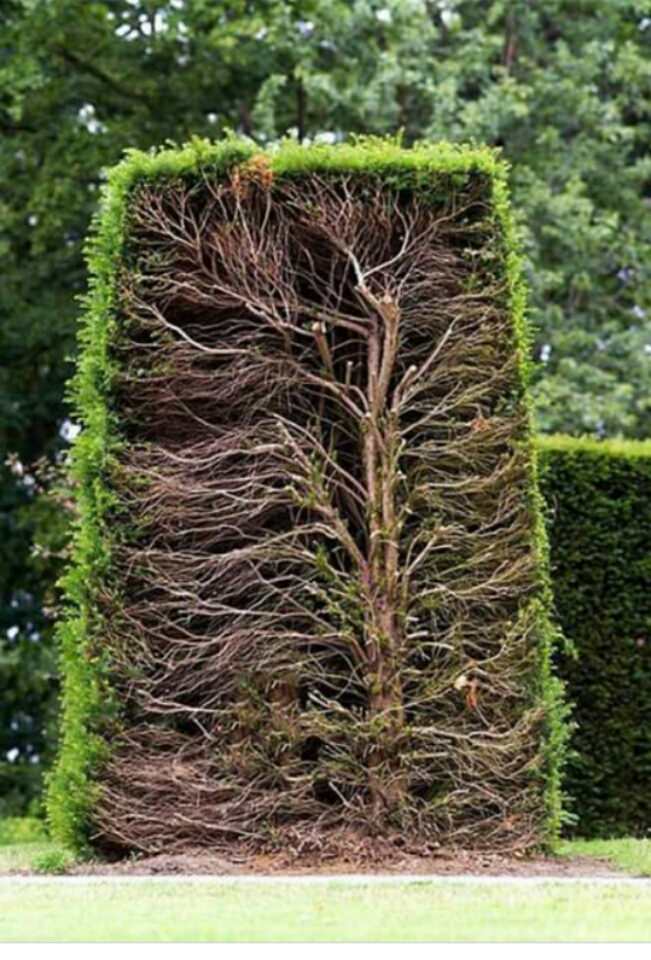 hedge cross section