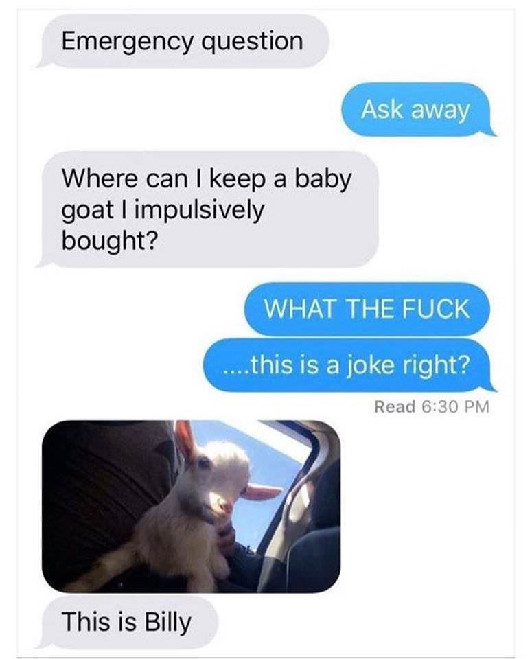 goat text meme - Emergency question Ask away Where can I keep a baby goat I impulsively bought? What The Fuck ....this is a joke right? Read This is Billy