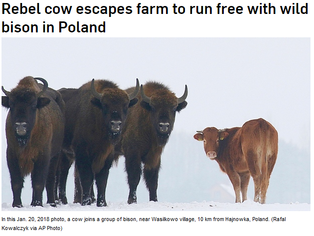 cow living with bison - Rebel cow escapes farm to run free with wild bison in Poland In this Jan. 20, 2018 photo, a cow joins a group of bison, near Wasikowo village, 10 km from Hajnowka, Poland. Rafal Kowalczyk via Ap Photo