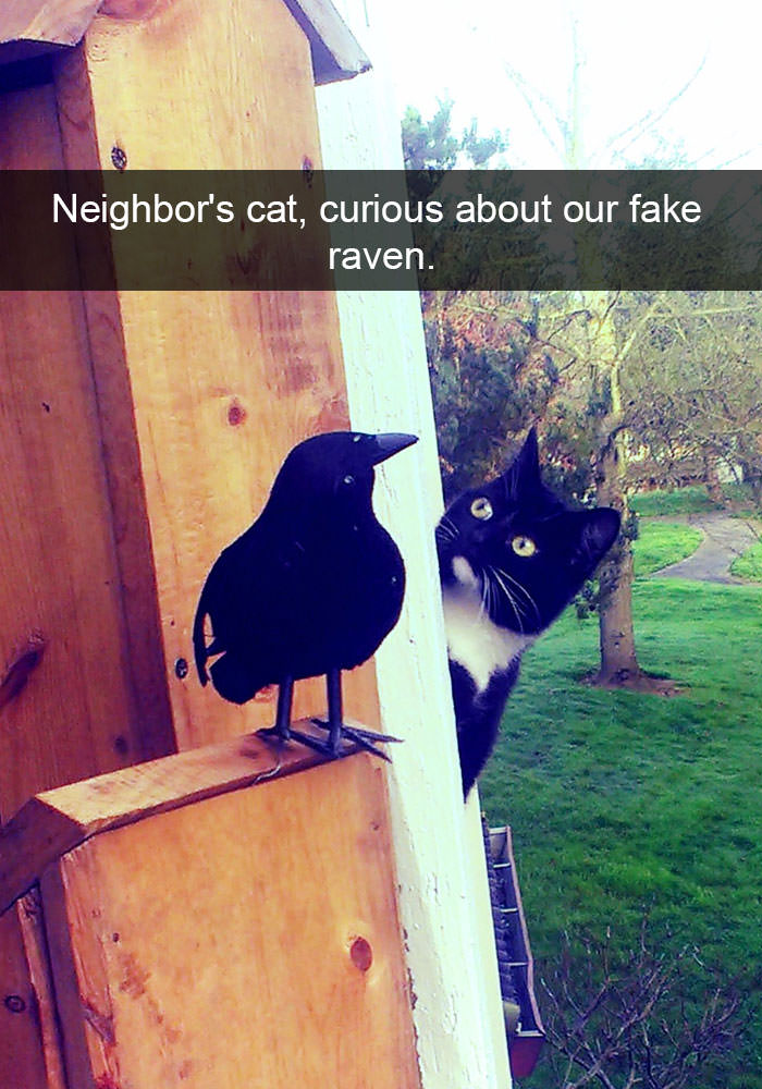 cat looking at bird meme - Neighbor's cat, curious about our fake raven. he