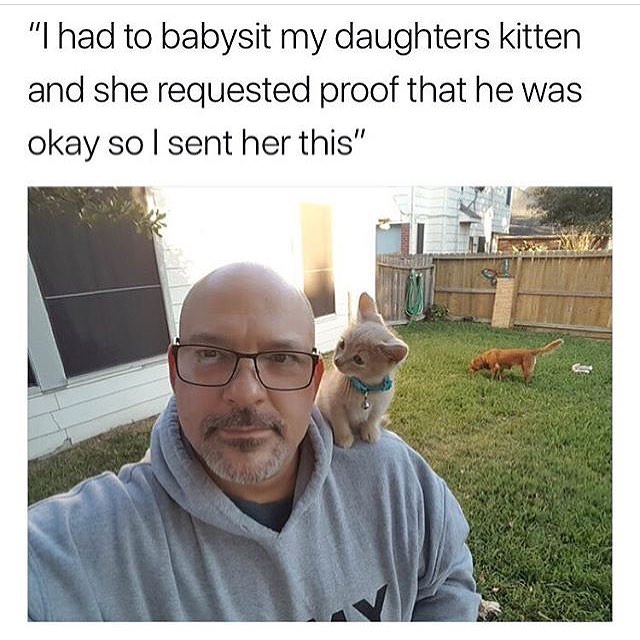 memes guaranteed to make you laugh - "I had to babysit my daughters kitten and she requested proof that he was okay so I sent her this"