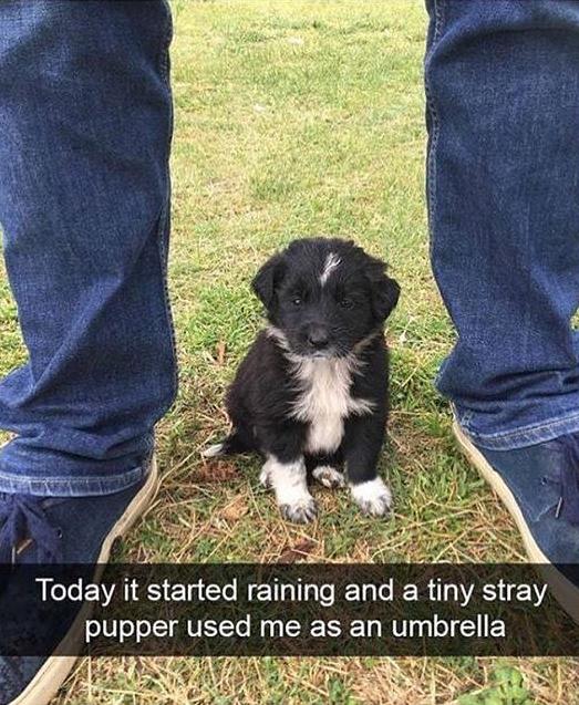 funny animal memes - Today it started raining and a tiny stray pupper used me as an umbrella