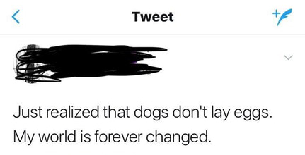 wing - Tweet Just realized that dogs don't lay eggs. My world is forever changed.