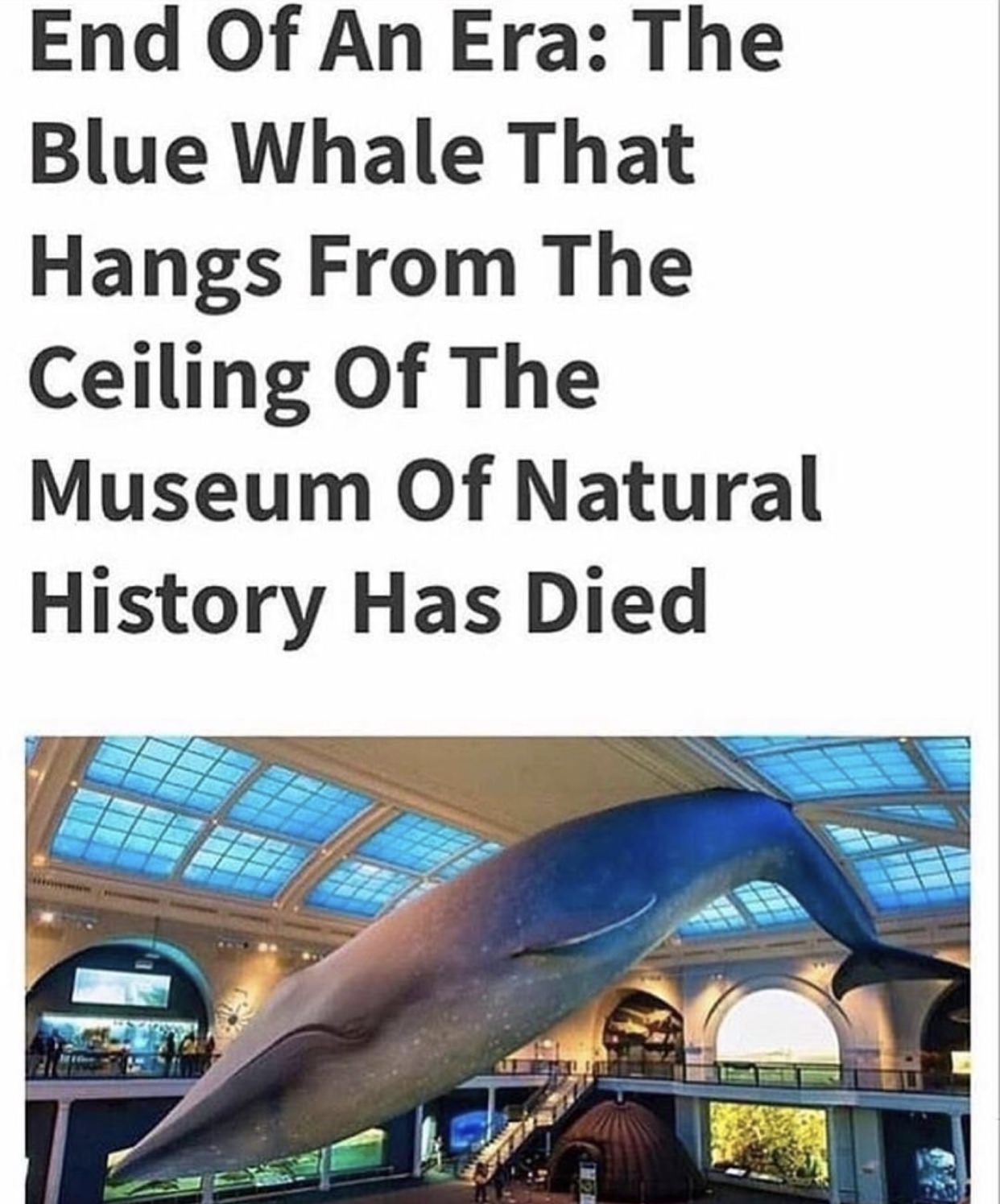 american museum of natural history - End Of An Era The Blue Whale That Hangs From The Ceiling Of The Museum of Natural History Has Died