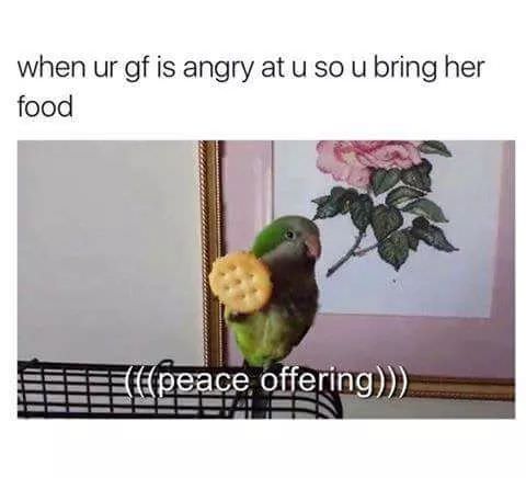 birb memes seed - when ur gf is angry at u so u bring her food Det Har El peace offering