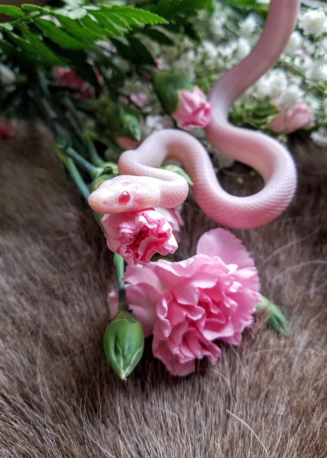 cute snakes