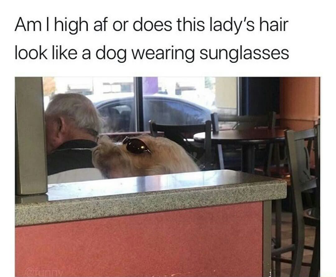 ladys hair looks like dog - Am I high af or does this lady's hair look a dog wearing sunglasses
