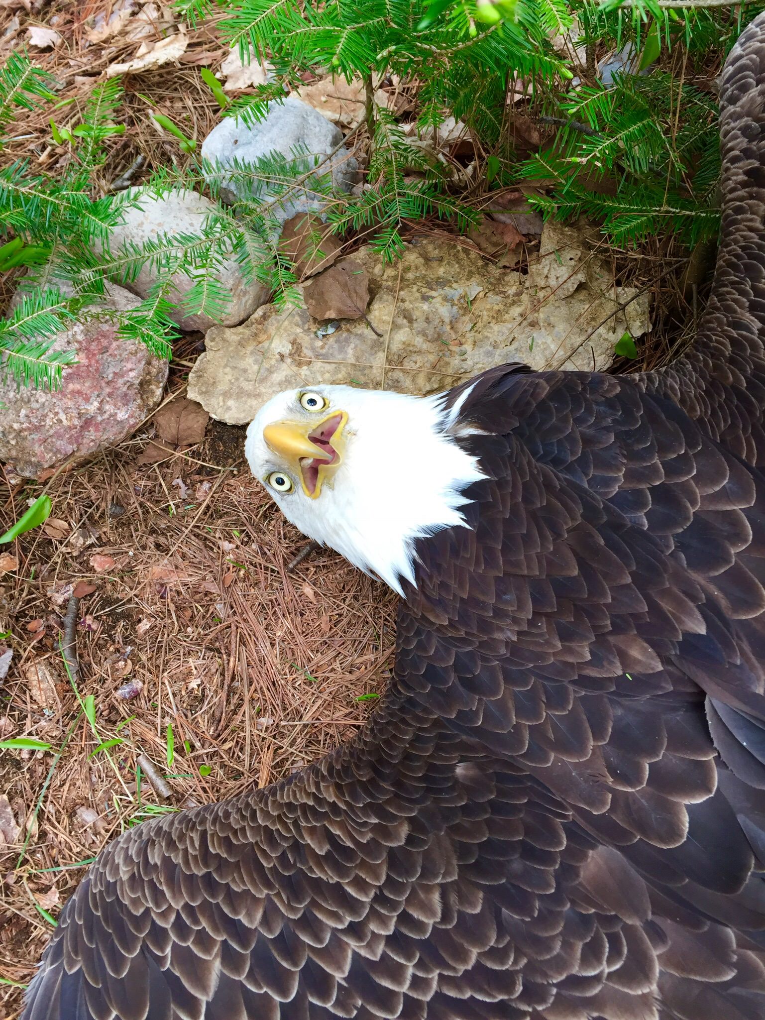 eagle on ground laying