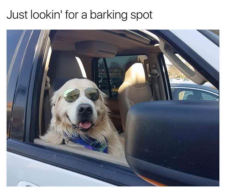 dogs in cars funny - Just lookin' for a barking spot