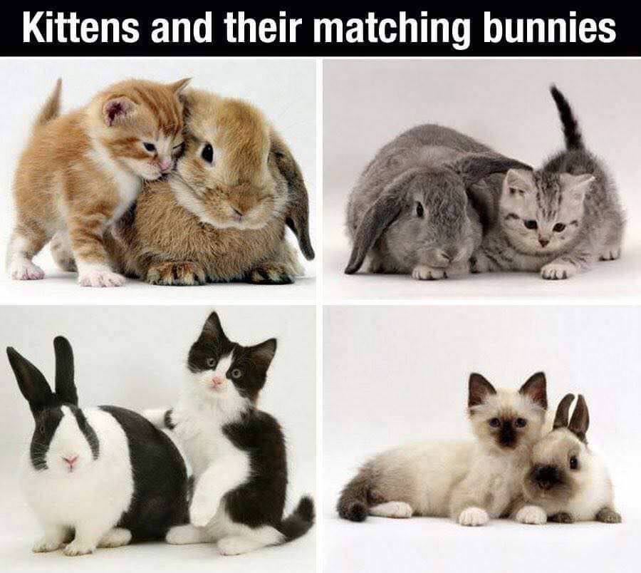 kittens and bunnies look alike - Kittens and their matching bunnies