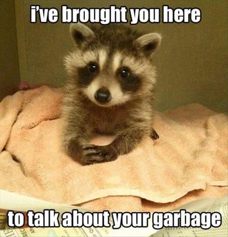 raccoon memes - i've brought you here to talkabout your garbage