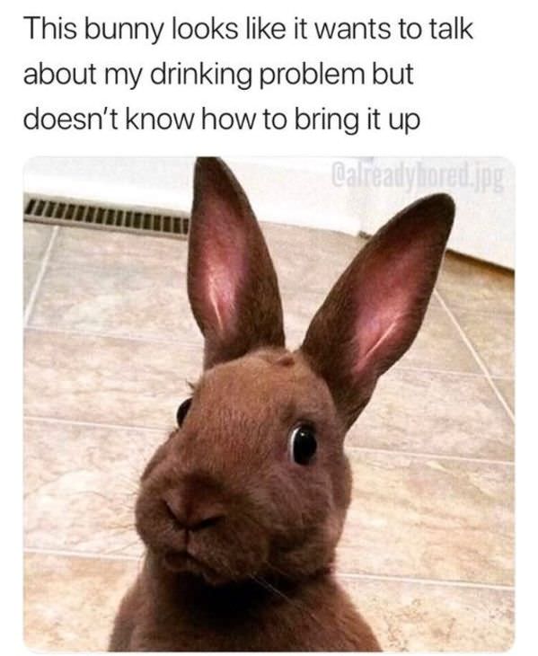 shook bunny - This bunny looks it wants to talk about my drinking problem but doesn't know how to bring it up Balreadyhoreda