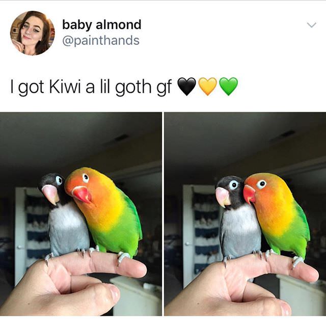 funny birds - baby almond I got Kiwi a lil goth gf