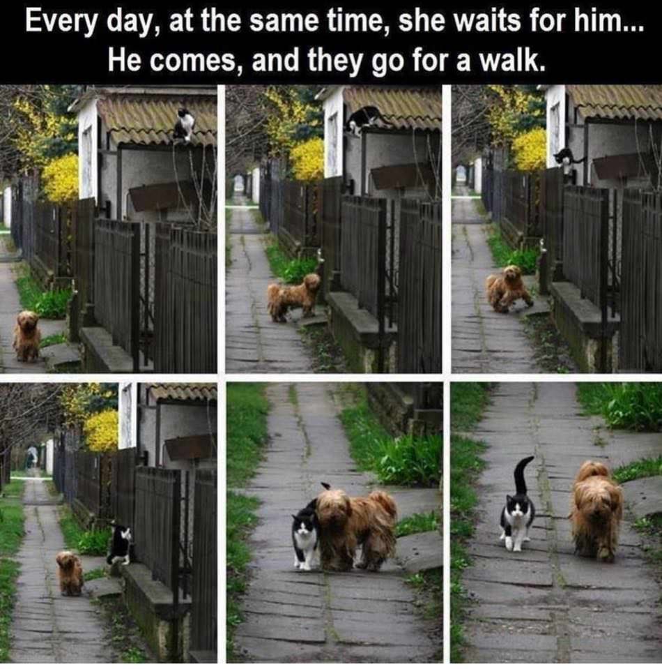 every day at the same time she waits for him he comes and they go for a walk - Every day, at the same time, she waits for him... He comes, and they go for a walk.