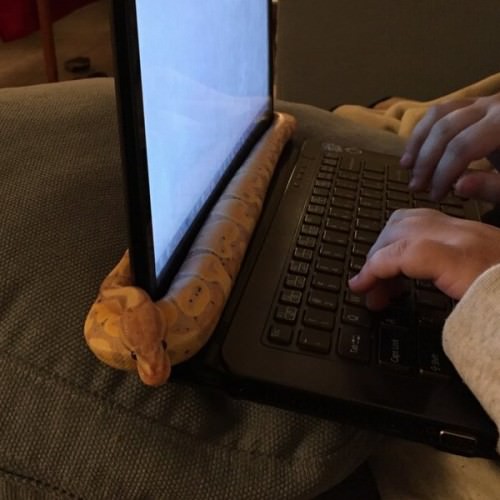 snake in computer