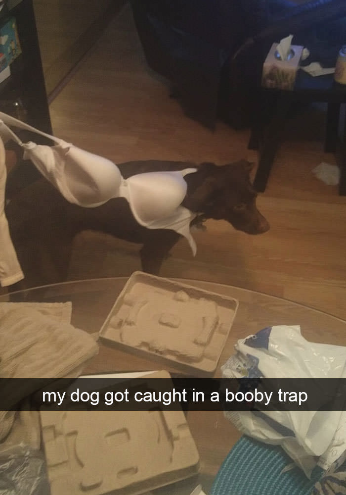 my dog got caught in a booby trap - my dog got caught in a booby trap