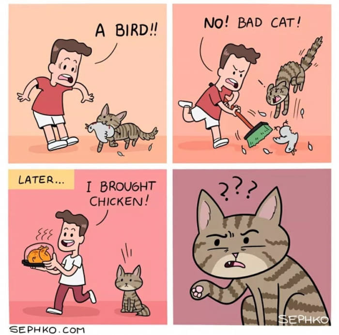 cat chicken meme - A Bird!! No! Bad Cat! how . 6a 6 6 Later... I Brought Chicken! Sephko Sephko.Com