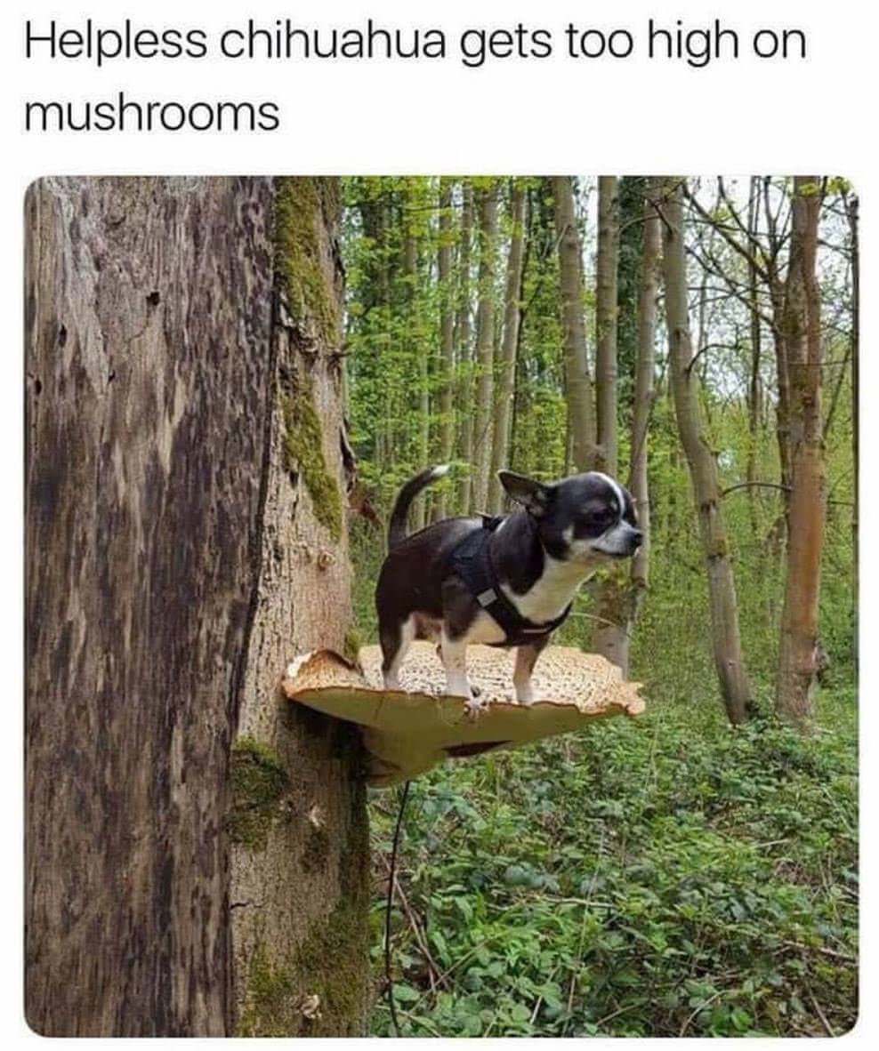 mycology memes - Helpless chihuahua gets too high on mushrooms