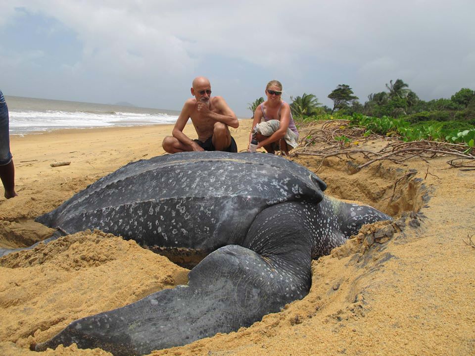 big is a leatherback sea turtle