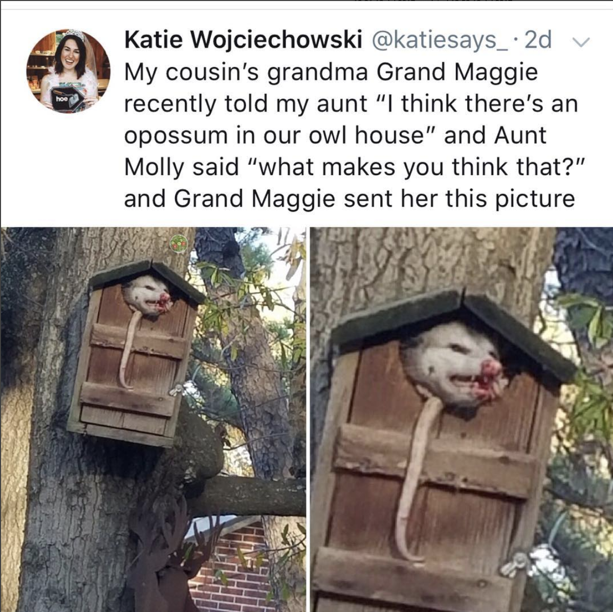 opossum in owl house - Katie Wojciechowski . 2d v My cousin's grandma Grand Maggie recently told my aunt "I think there's an opossum in our owl house" and Aunt Molly said "what makes you think that?" and Grand Maggie sent her this picture