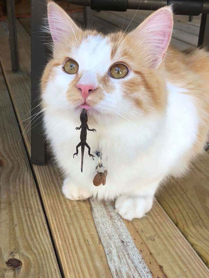 lizard biting cat lip