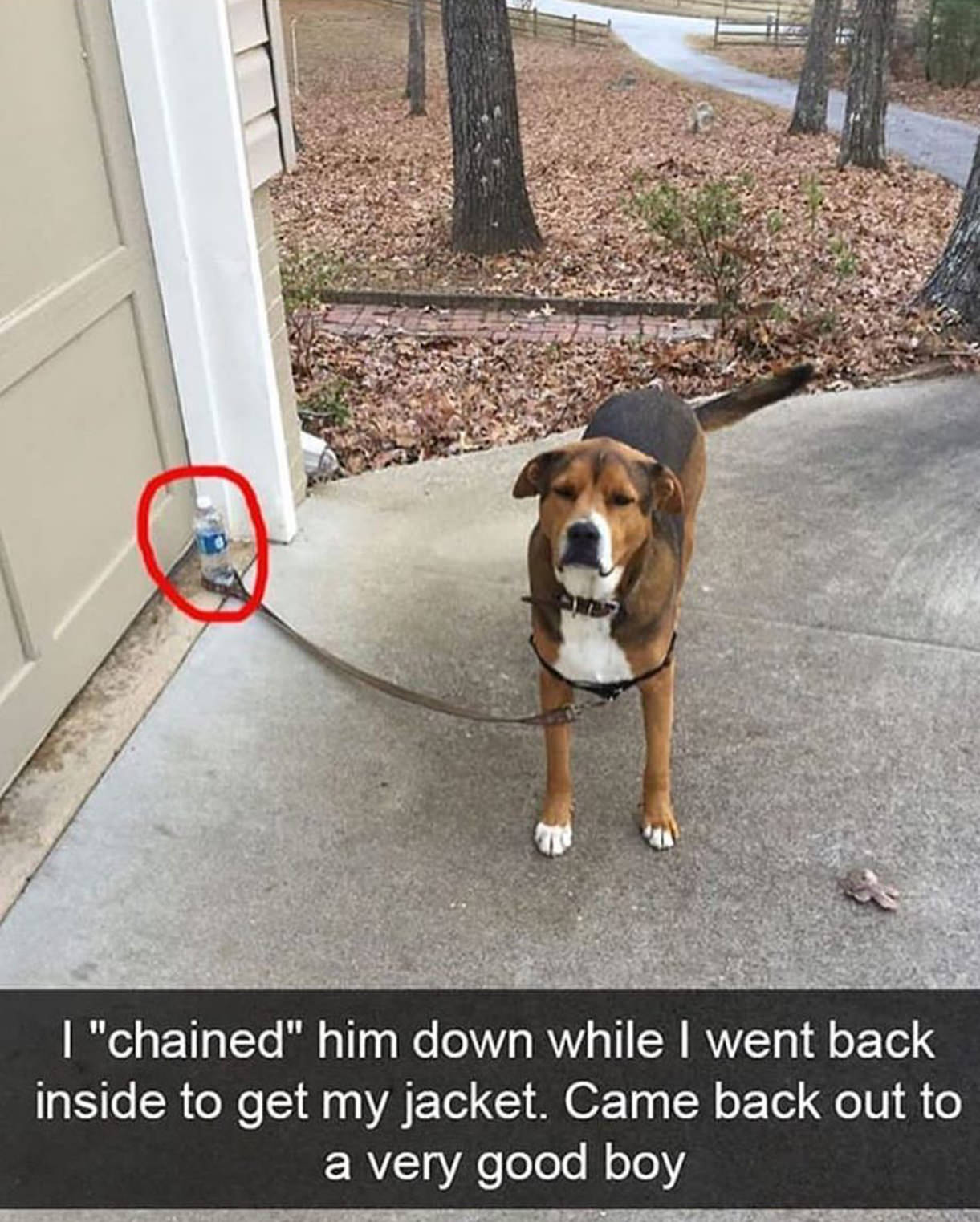 love dogs so much - I "chained" him down while I went back inside to get my jacket. Came back out to a very good boy