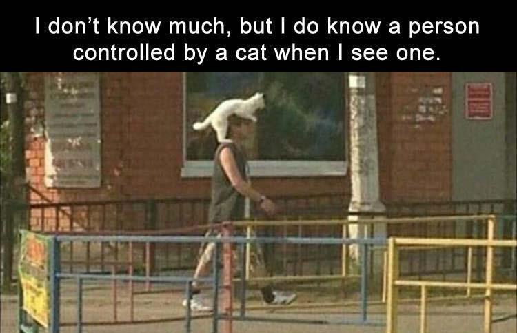 I don't know much, but I do know a person controlled by a cat when I see one.