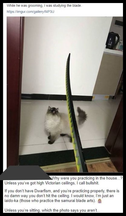 studied the blade cat - While he was grooming, I was studying the blade Why were you practicing in the house...? Unless you've got high Victorian ceilings, I call bullshit. If you don't have Dwarfism, and you're practicing properly, there is no damn way y