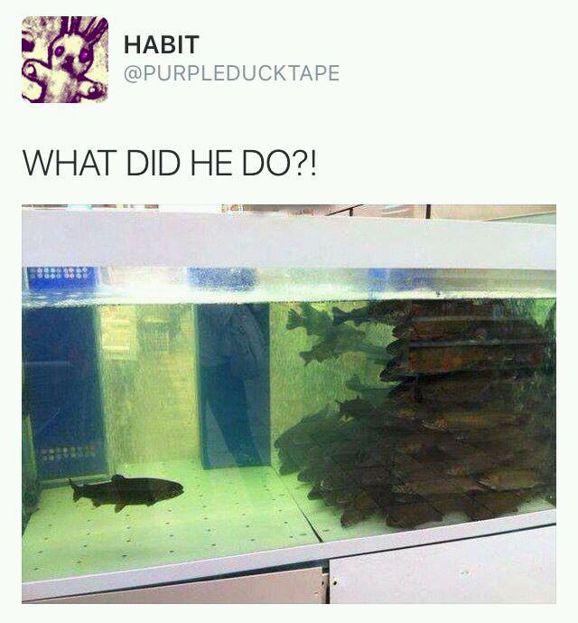 did he do fish - lo Habit What Did He Do?!