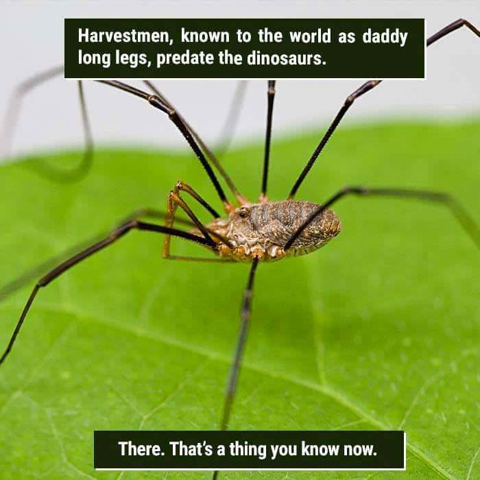michigan daddy long legs spider - Harvestmen, known to the world as daddy long legs, predate the dinosaurs. There. That's a thing you know now.