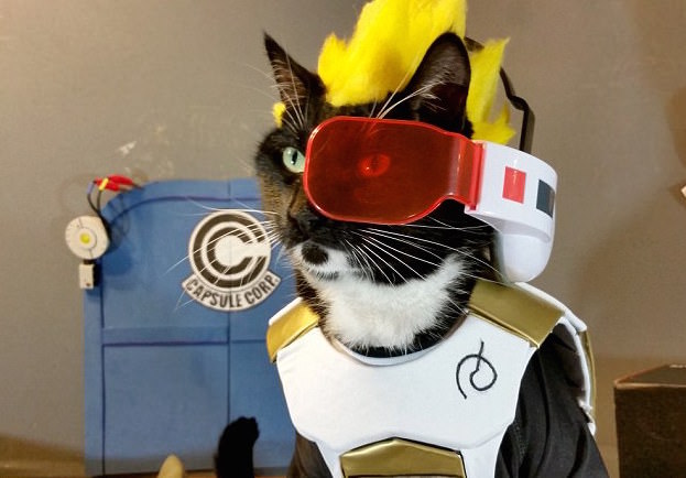 cats cosplay