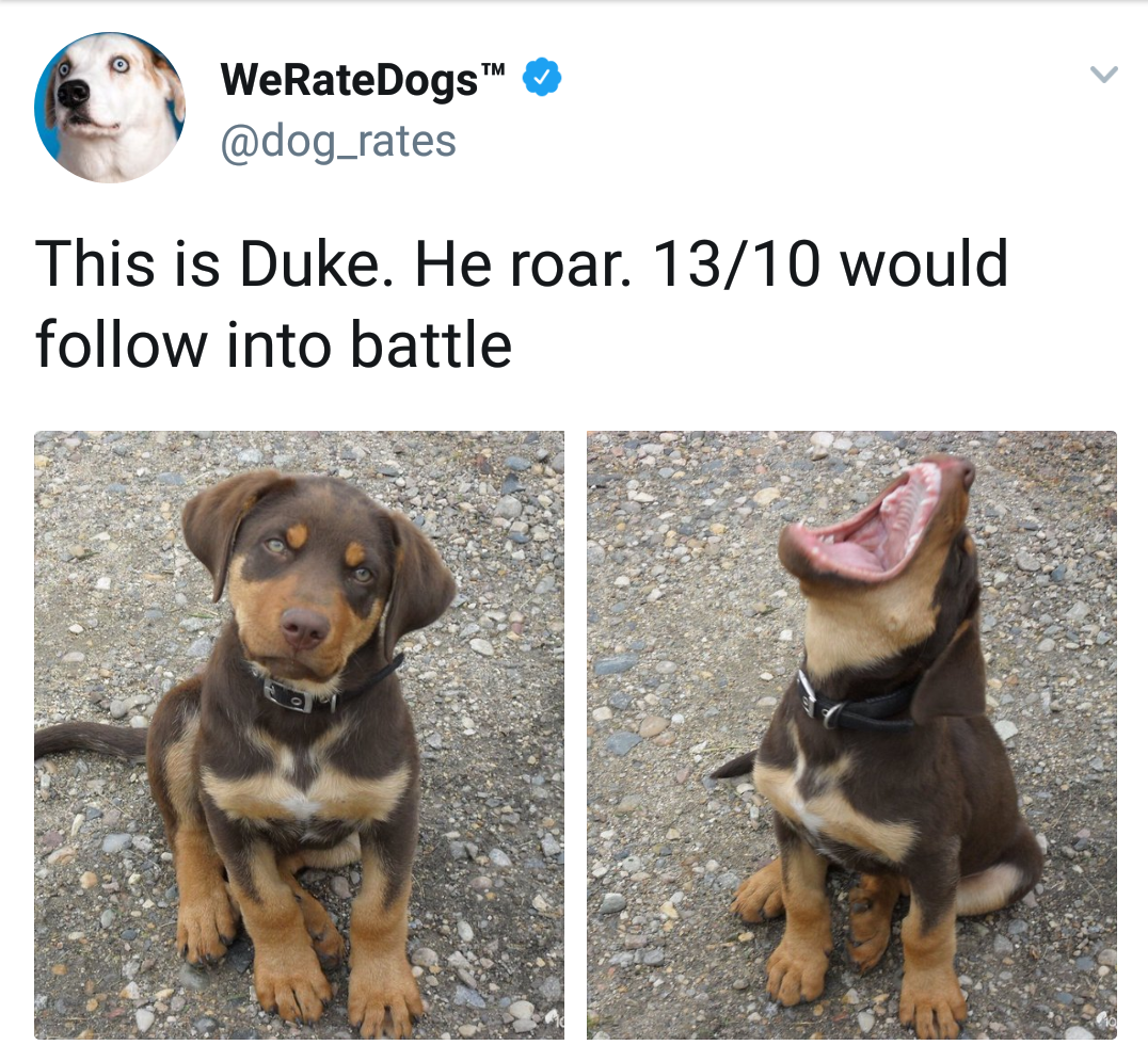 photo caption - Werat WeRateDogs This is Duke. He roar. 1310 would into battle