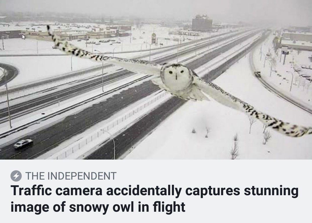 snowy owl caught on traffic camera - X The Independent Traffic camera accidentally captures stunning image of snowy owl in flight