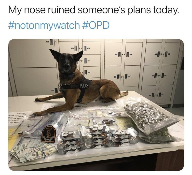 furniture - My nose ruined someone's plans today. Police