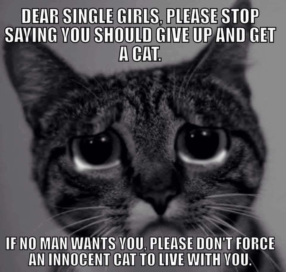 single cat lady meme - Dear Single Girls, Please Stop Saying You Should Give Up And Get A Cat. If No Man Wants Vou, Please Don'T Force An Innocent Cat To Live With You.